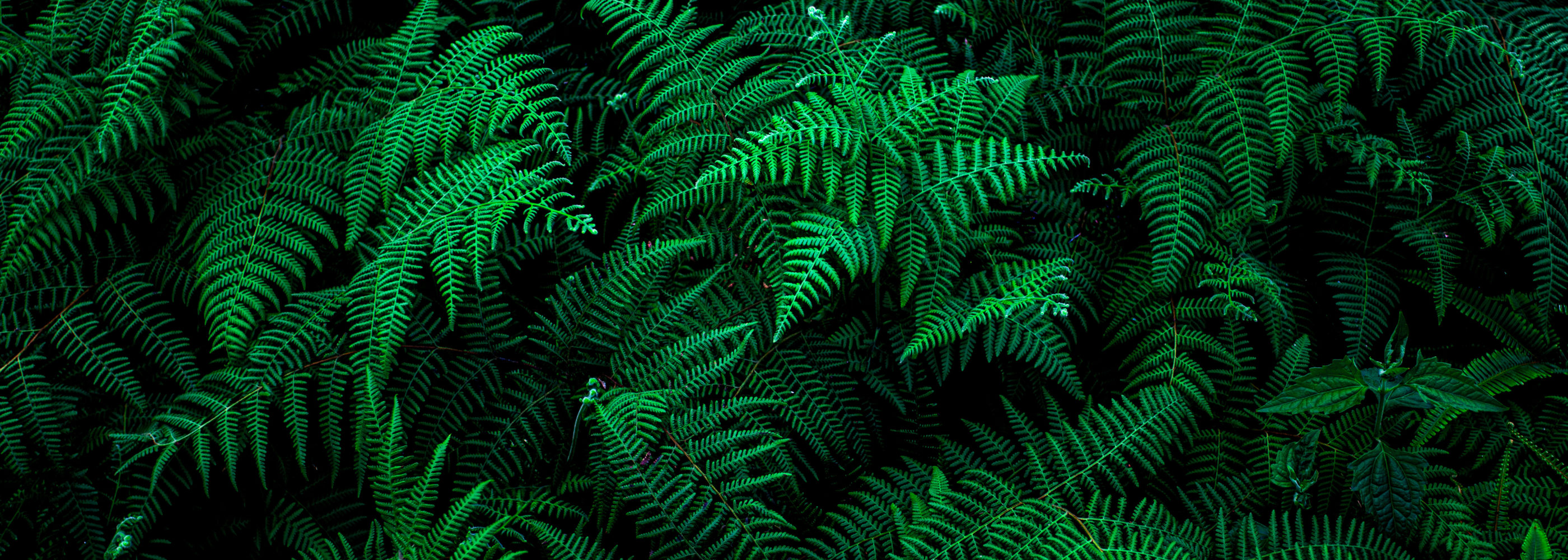 abstract green fern leaf fractal texture, nature background, tropical leaf